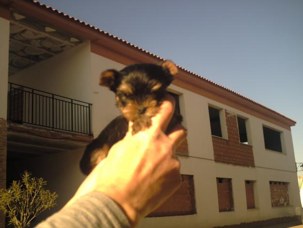 Vendo cachorros de yorkshire tamaño toy toy