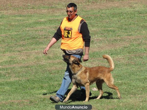 BLACK GOLD ADIESTRAMIENTO CANINO