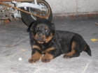 CAMADA DE ROTTWEILERS - mejor precio | unprecio.es