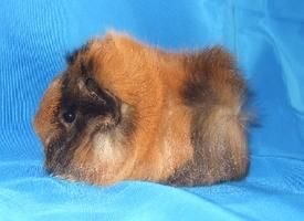 Coobayas de raza en venta