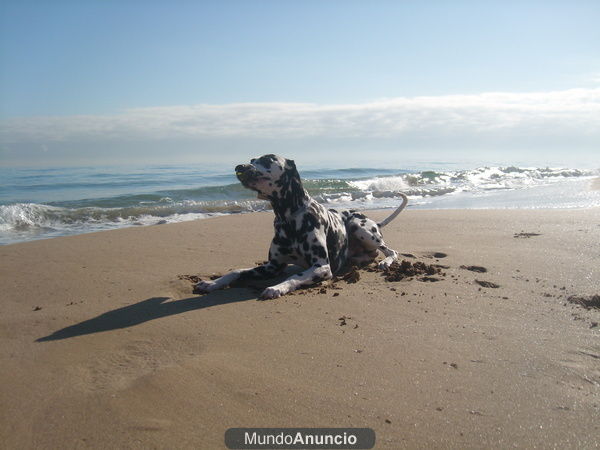 DALMATA BUSCA NOVIA