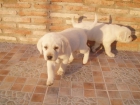 Impresionantes cachorros de Labrador Retriever color crema con pedigree. - mejor precio | unprecio.es