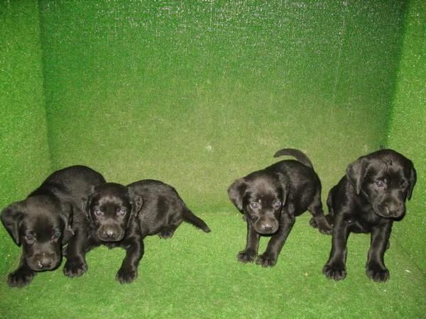 LABRADORES DE PELO NEGRO, 190 Euros..