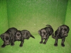 LABRADORES DE PELO NEGRO, 190 Euros.. - mejor precio | unprecio.es