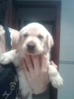 SE VENDE AUTENTICO CACHORRO DE LABRADOR MACHO MUY ECONOMICO - mejor precio | unprecio.es