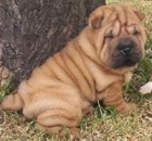 SHAR PEI CACHORROS CON DOS MESES DE EDAD - - mejor precio | unprecio.es