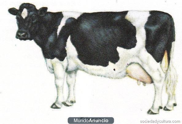 Vacas-Novillas Frisonas