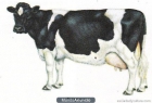 Vacas-Novillas Frisonas - mejor precio | unprecio.es