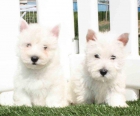 West Higland espectacualres cachorros - mejor precio | unprecio.es