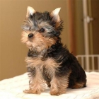 Yorkshire Terrier standard y miniatura 141 - mejor precio | unprecio.es