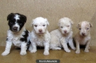 PERRO DE AGUA ESPAÑOL 150 EUROS - mejor precio | unprecio.es