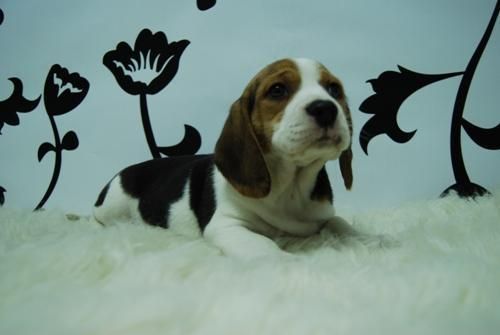 beagle! camada espectacular