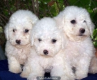 BICHON FRISE una raza preciosa y muy pequeña - mejor precio | unprecio.es