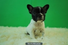 CACHORROS DE BULLDOG FRANCES MACHOS Y HEMBRAS DISPONIBLES CON 2 MESES - mejor precio | unprecio.es
