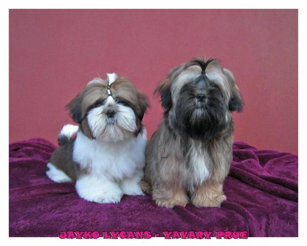 cachorros shih tzu