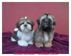 cachorros shih tzu - mejor precio | unprecio.es