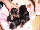 CACHORROS YORKSHIRE TERRIER - mejor precio | unprecio.es