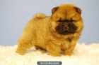 chow chow, cachorros con un pelo de encanto - mejor precio | unprecio.es