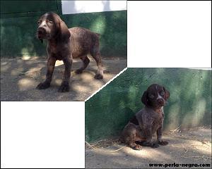 Imponentes cachorros de Braco Alemán.