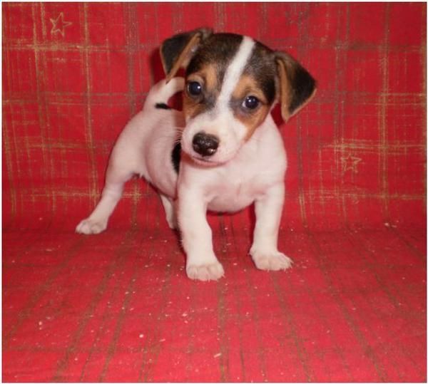 jack russell 310e en madrid