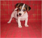 jack russell 310e en madrid - mejor precio | unprecio.es