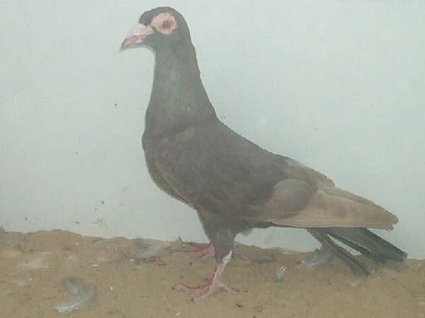 Palomas mensajeras valencianas antiguas