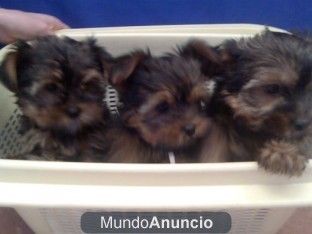 Perros pequeños y medianos, perros, cachorros, criadero, venta.