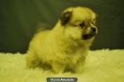 Pomerania machos y hembras de calidad - mejor precio | unprecio.es