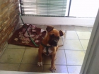 se vende cachorro bulboxer macho con 3 meses  tlefono 691483020 - mejor precio | unprecio.es