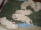 se venden cachorros de dalmata - mejor precio | unprecio.es
