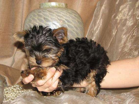 Xmas cachorros Yorkie para adopcion