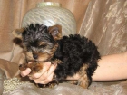 Xmas cachorros Yorkie para adopcion - mejor precio | unprecio.es