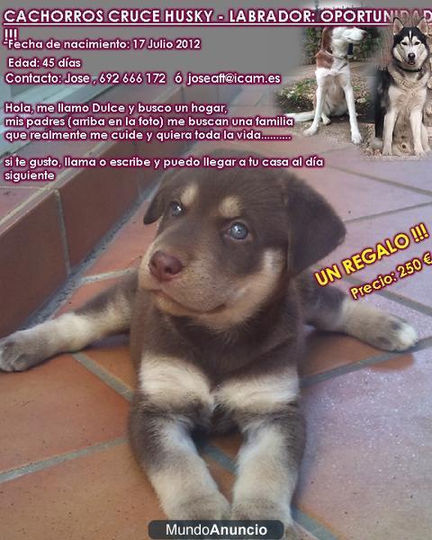 2 cachorritas HUSKY-LABRADOR