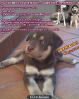 2 cachorritas HUSKY-LABRADOR - mejor precio | unprecio.es