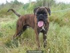 boxer puro busca casa - mejor precio | unprecio.es
