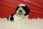 cachorritos shih tzu, ejemplares de calidad - mejor precio | unprecio.es
