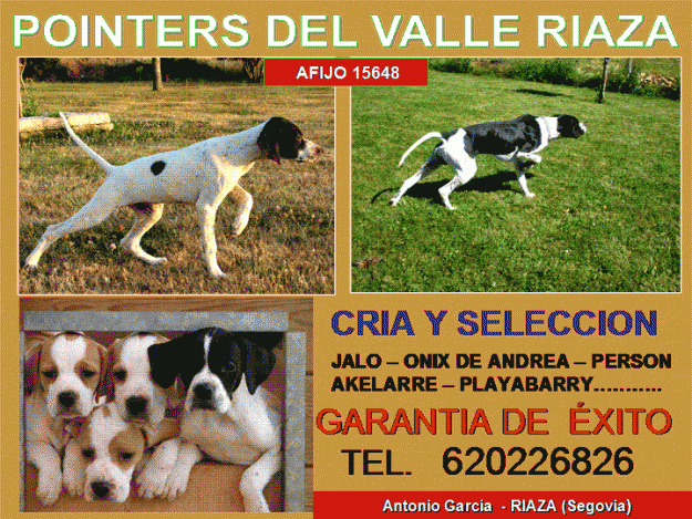 cachorros ppointer del valle riaza - afijo 15648