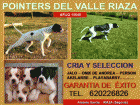 cachorros ppointer del valle riaza - afijo 15648 - mejor precio | unprecio.es