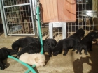 camada de labradores con pedigree, - mejor precio | unprecio.es