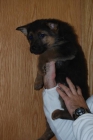 PRECIOSOS CACHORROS DE PASTOR ALEMAN CON PEDIGREE 360 EUROS - mejor precio | unprecio.es