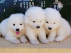 SAMOYEDOS CACHORROS DE CALIDAD - mejor precio | unprecio.es