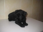 SCHNAUZER MINIATURA EN SAL Y PIMIENTA Y NEGROS 380 - mejor precio | unprecio.es