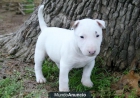 .Libre Bull terrier .(mutengene@hotmail.com ) - mejor precio | unprecio.es