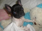 bulldof frances en sevilla a 550 o 500 euross - mejor precio | unprecio.es