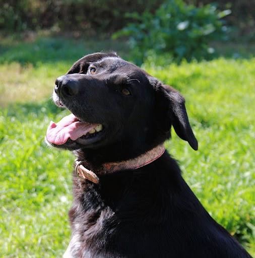 CUCA, CRUCE DE LABRADOR EN ADOPCIÓN