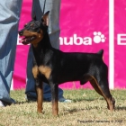 Excelente camada pinscher miniatura - mejor precio | unprecio.es