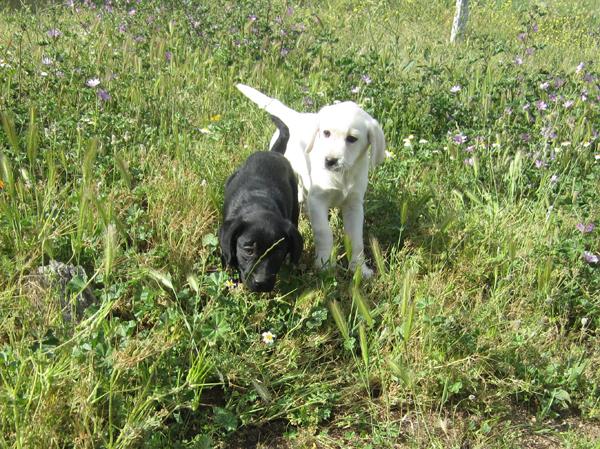 Labradores cachorros de color negro y dorado.