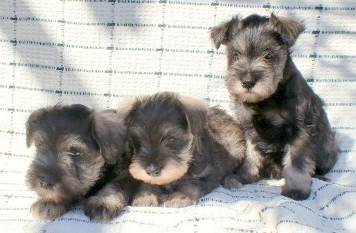 SCHNAUZER MINIATURA