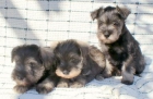 SCHNAUZER MINIATURA - mejor precio | unprecio.es