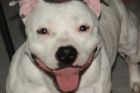 staffordshire bull terrier - mejor precio | unprecio.es